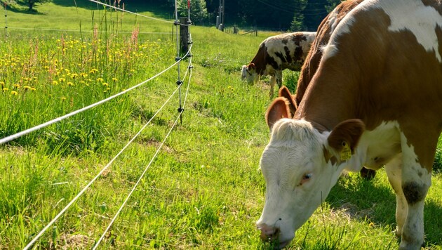Rinder müssen auf der Weide besonders geschützt werden, damit die Wolfsverordnung greift. (Bild: Attila Molnar)
