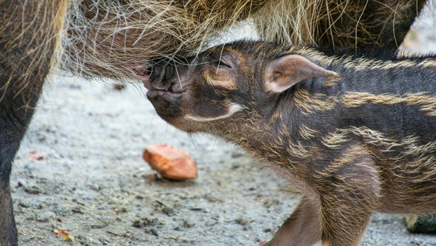 Der kleine Pablo ist erst drei Wochen alt. (Bild: Zoo Salzburg)