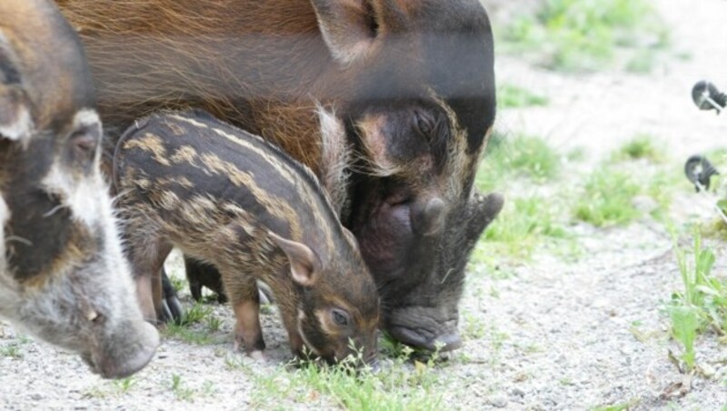 Die Schweine stammen ursprünglich aus Afrika. (Bild: Zoo Salzburg)