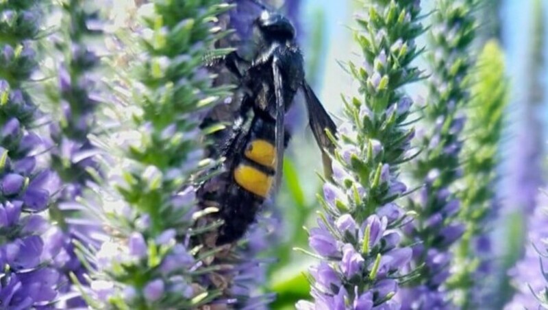 Ein „Krone“-Leser wurde in seinem Garten von einer seltenen Riesen-Dolchwespe besucht. (Bild: „Krone“-Leserreporter)