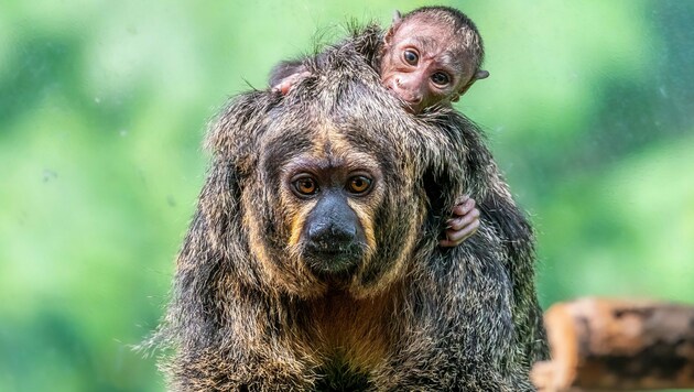 Die Affen-Mutter Gaby und ihr Baby (Bild: APA/HAUS DES MEERES/DOMINIK MOSER)