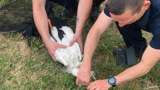 Die französische Polizei befreite einen Storch, der mit seinem Schnabel in einer Getränkedose steckengeblieben war. (Bild: SDIS 71/Twitter)