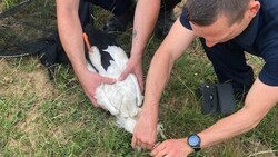 Die französische Polizei befreite einen Storch, der mit seinem Schnabel in einer Getränkedose steckengeblieben war. (Bild: SDIS 71/Twitter)