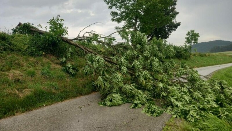 In mehreren Teilen Kärntens stürzten Bäume auf die Straßen - hier in Glanegg (Bild: FF Glanegg - Maria Feicht)