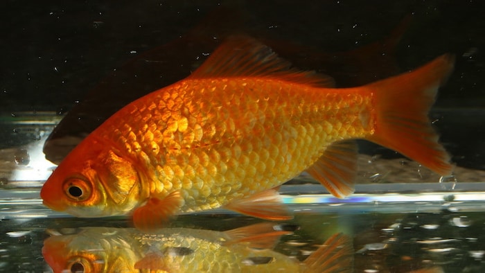 Goldfisch