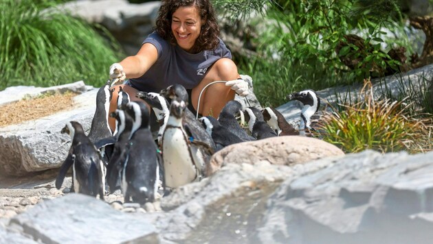Bei Tieren - hier Pinguine - in ihrem Element: Lisa Sernow. (Bild: Kronen Zeitung)