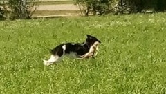 In der Freilaufzone in Radfeld riss ein Windhund ein Rehkitz, ein Augenzeuge schoss dieses Foto. Der Besitzer wird angezeigt. (Bild: zVg)