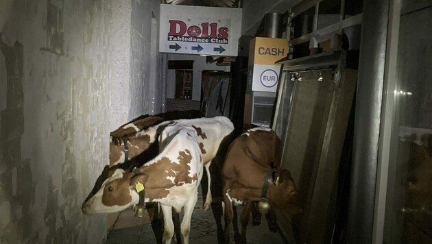 Eine nächtliche Spritztour unternahmen diese sieben jungen Kühe! Die Polizei fand sie vor einem Striplokal in Obertauern. (Bild: Polizei Salzburg)