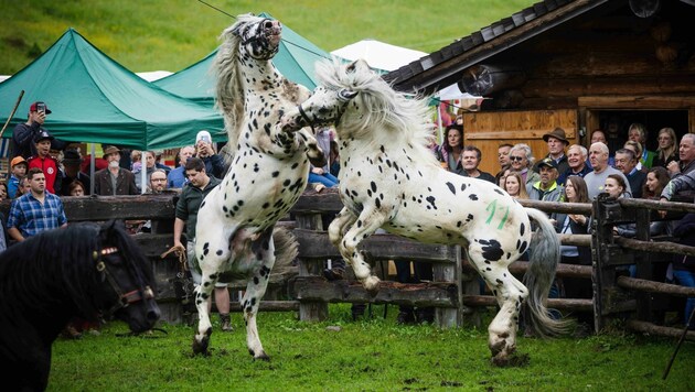 Bei besten Bedingungen ging der Kampf der Hengste über die Bühne. (Bild: Scharinger Daniel)