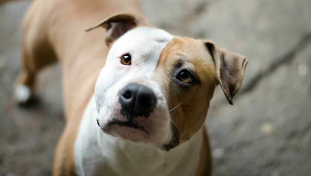 Ein Staffordshire Terrier wie dieser wurde monatelang mit einem Stromhalsband gequält. (Bild: stock.adobe.com)