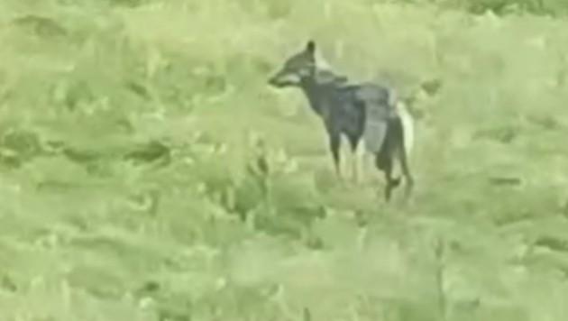 Dieser Wolf wurde auf einer Wiese im Salzburger Lungau gesichtet. (Bild: zVg)