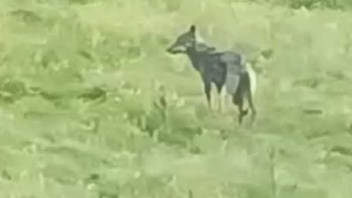 Dieser Wolf wurde auf einer Wiese im Salzburger Lungau gesichtet.