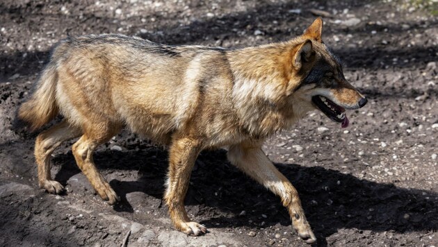 Wölfe und Hybride sollen in OÖ rascher geschossen werden können. 75 Mal wurden sie heuer bei uns gesehen oder haben ihre Spuren hinterlassen. (Bild: EXPA/ Johann Groder)