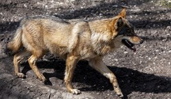Wölfe und Hybride sollen in OÖ rascher geschossen werden können. 75 Mal wurden sie heuer bei uns gesehen oder haben ihre Spuren hinterlassen. (Bild: EXPA/ Johann Groder)