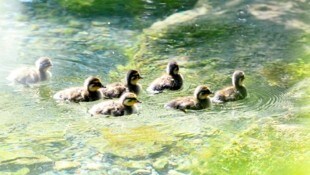 Offenbar sollten Enten gefüttert werden (Bild: Mathis Fotografie)