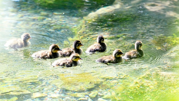 Offenbar sollten Enten gefüttert werden (Bild: Mathis Fotografie)