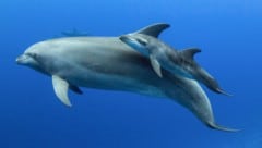 Große Tümmler (Tursiops truncatus) kommunizieren mit ihrem Nachwuchs anders als mit ausgewachsenen Tieren. (Bild: Tropicalens - stock.adobe.com)