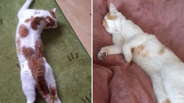 Kater „Mimmo“ wird in Jenbach gesucht.