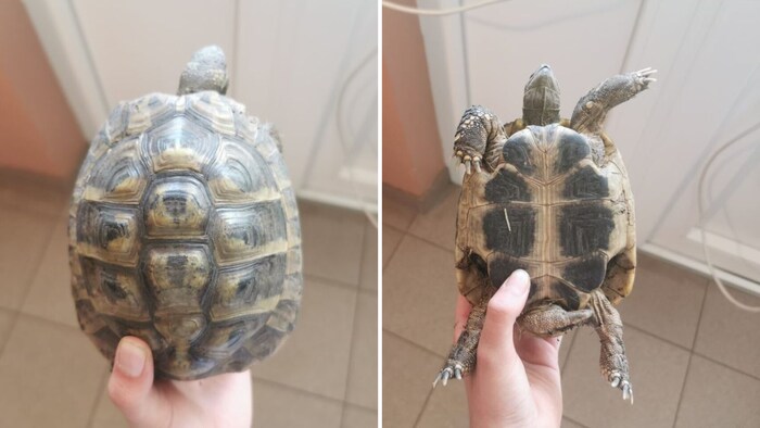 Die griechische Fundschildkröte.