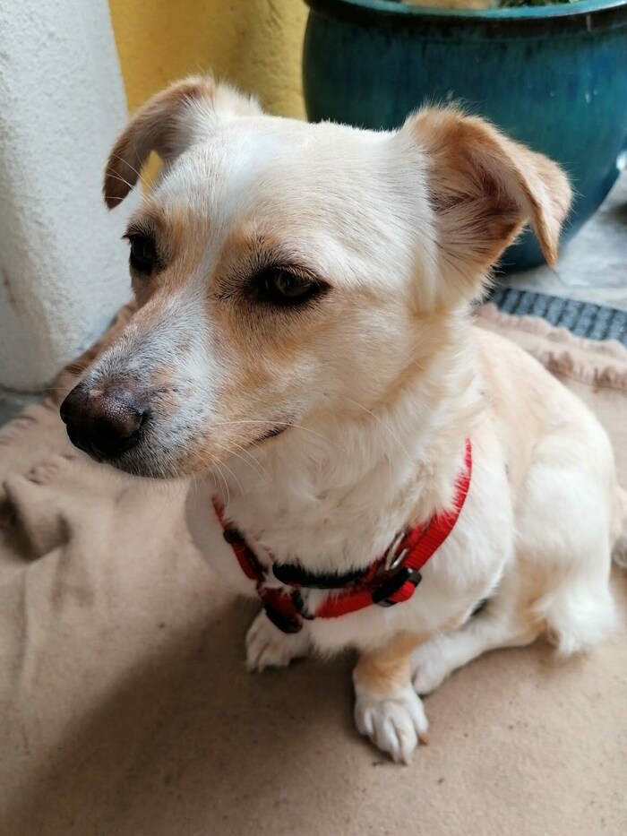 Die süße „Kira“ sucht ein neues Heim.