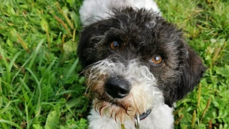 Hündin „Boci“ sucht ein kuscheliges Körbchen. (Bild: Tierschutzverein für Tirol)