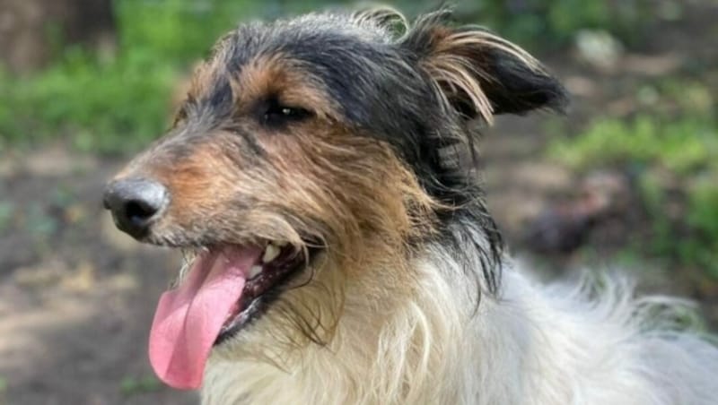 „Pipo“ ist mit seiner Tricolor-Fellzeichnung ein besonders hübsches Kerlchen! (Bild: Tierschutzverein für Tirol)