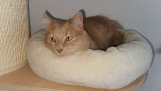 Kater „Sammy“ (Bild: Tierschutzverein für Tirol)