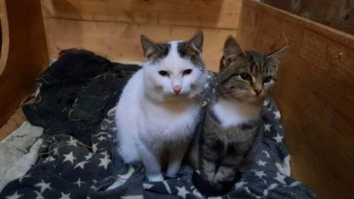 Katze „Mia“ ist im Zillertal abgängig.