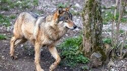 Die Jäger erwarten bald erste Wolfsrudel in der Steiermark (Bild: EXPA/ Lukas Huter)