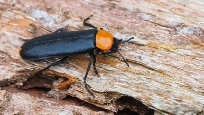 Der rothalsige Düsterkäfer und weitere geschützte Insekten sollen in Molln leben. (Bild: Erich Weigand)