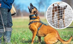 Durch die Isolation hat Polizeihund „Billy“ (kl. Bild) eine „richtige“ Verhaltensstörung ...