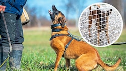 Durch die Isolation hat Polizeihund „Billy“ (kl. Bild) eine „richtige“ Verhaltensstörung bekommen. Wen wundert es, ohne Auslauf und mit kaum Kontakt zur Außenwelt. (Bild: zvg stock.adobe.com, Krone KREATIV)