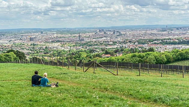 Im Stadtgebiet wird auf einer Fläche von 575 Hektar (ca. 800 Fußballfelder) Wein kultiviert. (Bild: Andreas Tischler / Vienna Press)