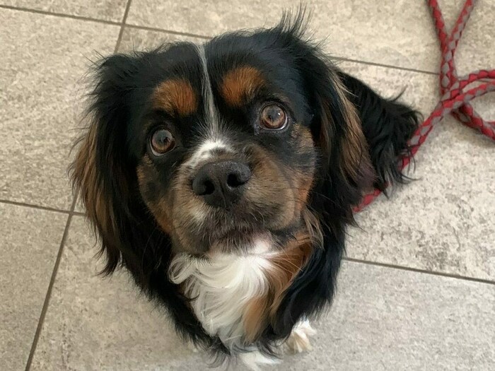 „Charlie“ wurde nach einem Jahr abgegeben, weil er nicht mehr in die Handtasche passte.
