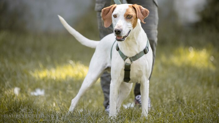 Bei wem findet Duke sein Glück?