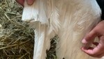 Der Schwan konnte nicht mehr fliegen. (Bild: Tierhilfe Gusental)