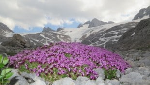 Das ewige Eis am Dachstein wird in 15 bis 25 Jahren verschwunden sein. Zehn Zentimeter pro Tag geht er im Schnitt zurück. (Bild: Markus Schuetz)