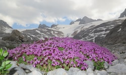 Das ewige Eis am Dachstein wird in 15 bis 25 Jahren verschwunden sein. Zehn Zentimeter pro Tag ...