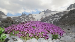 Das ewige Eis am Dachstein wird in 15 bis 25 Jahren verschwunden sein. Zehn Zentimeter pro Tag ...