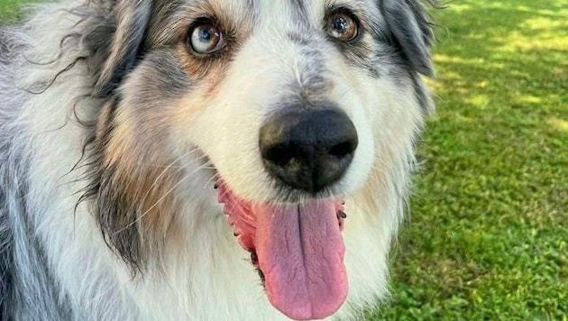 Vier Tage lang gab es von der Australian-Shepherd-Hündin „Joulie“ kein Lebenszeichen. (Bild: Schulter Christian)