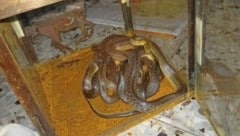 In einer Laterne hatte der Iraner drei Nattern mit einer Länge von 70 Zentimetern bis zu einem Meter eingesperrt. (Bild: privat zVg)