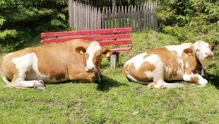 Jetzt sind alle Tiere wieder daheim von der Alm. (Bild: Peter Freiberger)