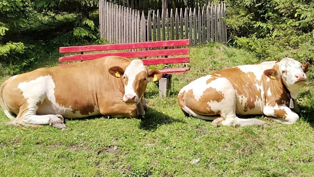 Jetzt sind alle Tiere wieder daheim von der Alm. (Bild: Peter Freiberger)