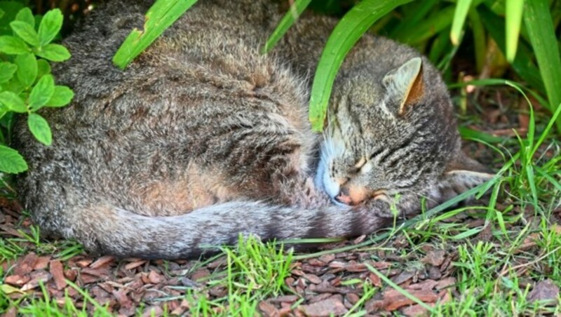 Neun gerettete Katzen tummeln sich am Pilsachhof. (Bild: EVELYN HRONEK)