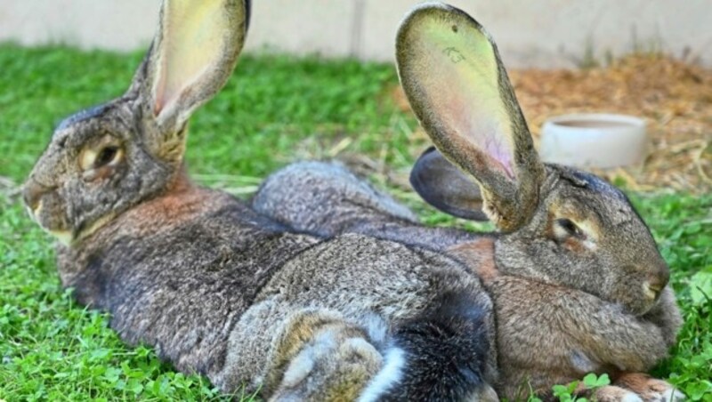 Der bekannte Hasen-Franz von Arriach hat die Belgischen Riesen dem Pilsachhof geschenkt. (Bild: EVELYN HRONEK)