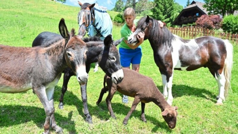 Picasso und Felix haben neue Freunde. Esel Svenja und Michelangelo und Juraschaf Valentina. (Bild: EVELYN HRONEK)