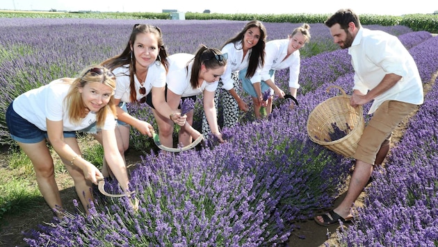 Fünf Apothekerinnen zückten die Sicheln und ernteten Lavendel. (Bild: Judt Reinhard)