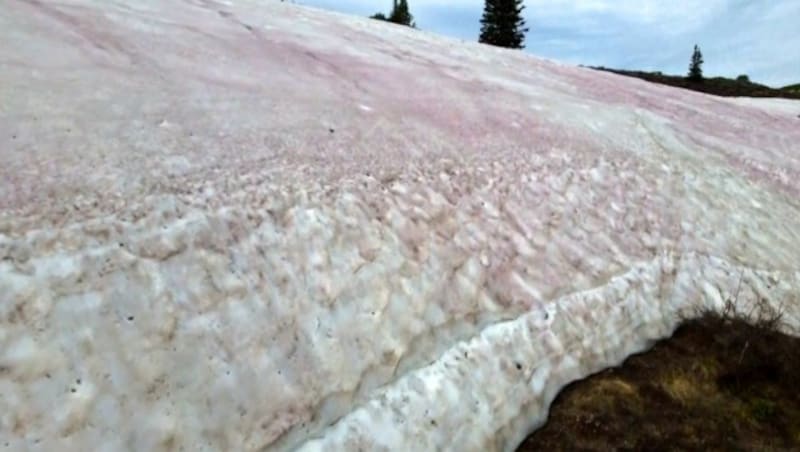 Durch die Färbung der Schneedecke wird mehr Sonnenlicht reflektiert und somit mehr Wärme absorbiert, wodurch Eis und Schnee rascher schmelzen. (Bild: kameraOne (Screenshot))