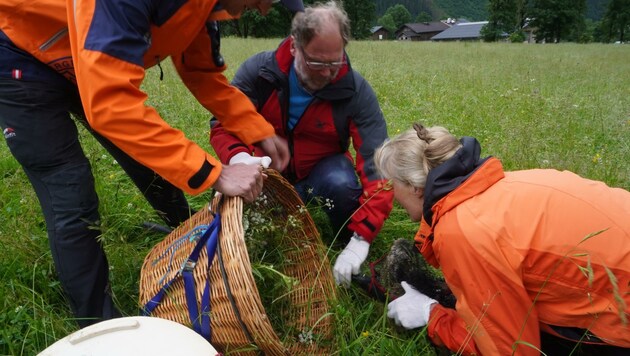 Nur mit Handschuhen verfrachten die Rehkitzretter das Kleine in einen Weidenkorb mit Gras, der mit einem Deckel verschlossen wird. Während der Mahd beibt das Kitz dort, damit es nicht ins Mähwerk kommt. (Bild: Isabel Lochbühler)