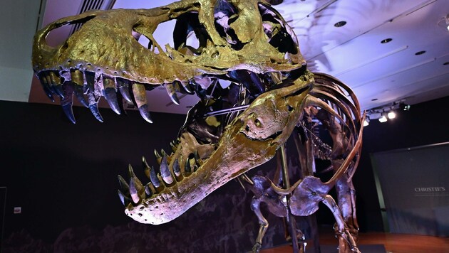 Aus einer Hofeinfahrt in Bad Reichenhall stahl ein Unbekannter einen schweren Dinosaurierschädel (Symbolbild). (Bild: ANGELA WEISS)